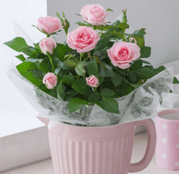 potted rose