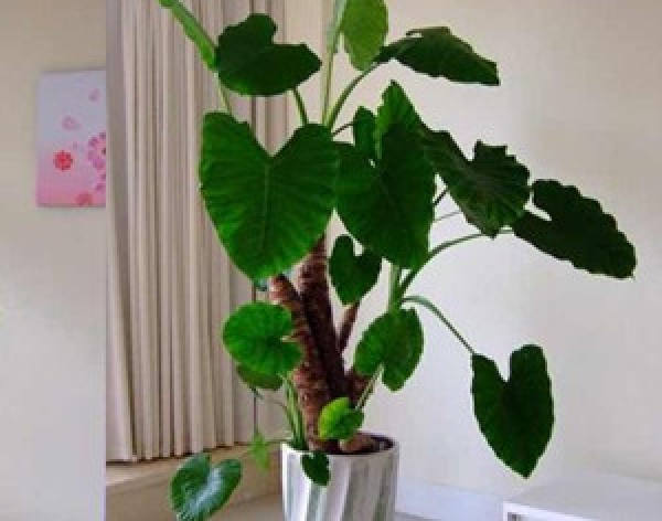 Dishui Guanyin Stem