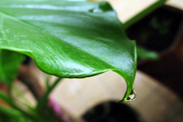 dripping Guanyin stalk