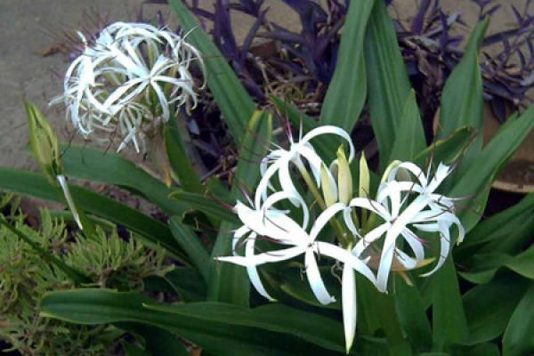 Crinum asiaticum