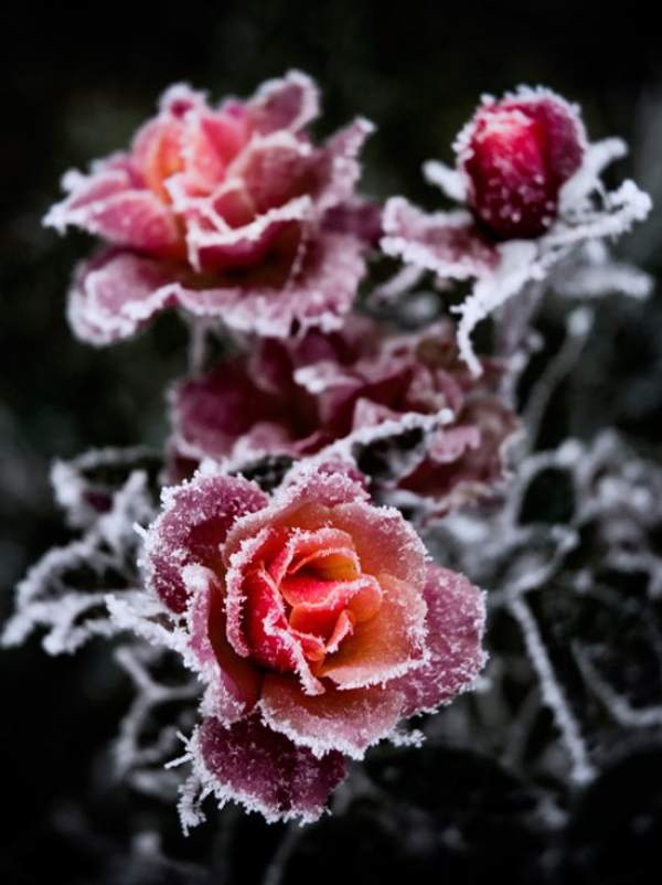 Winter Rose
