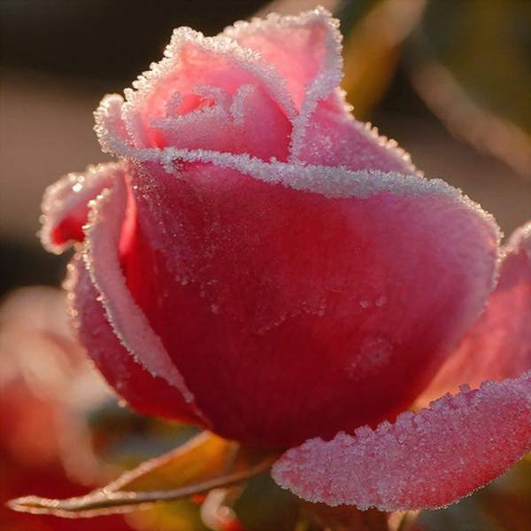 Winter Rose