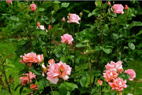 The cultivation of roses