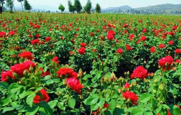 rose planting