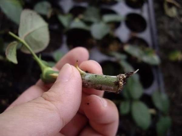Rose cutting