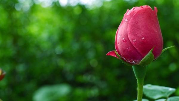 Rose cutting