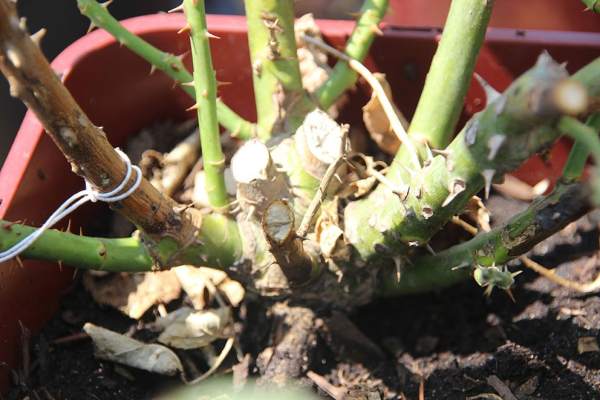 rose cutting
