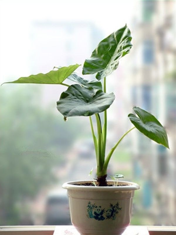 Indoor potted dripping Guanyin