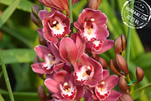 Cymbidium hybridum red flower