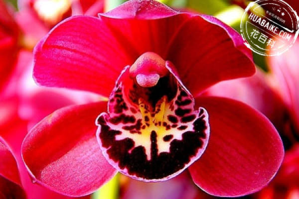 Cymbidium hybridum red flower