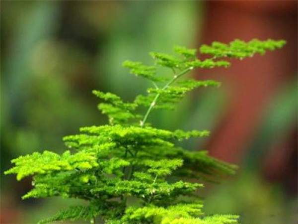 Harvesting and preservation of asparagus fern