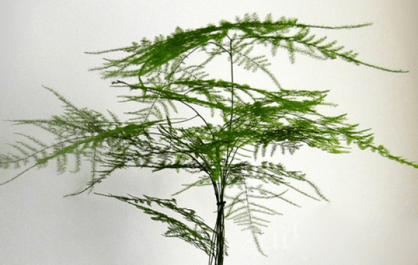 Harvesting and preservation of asparagus fern