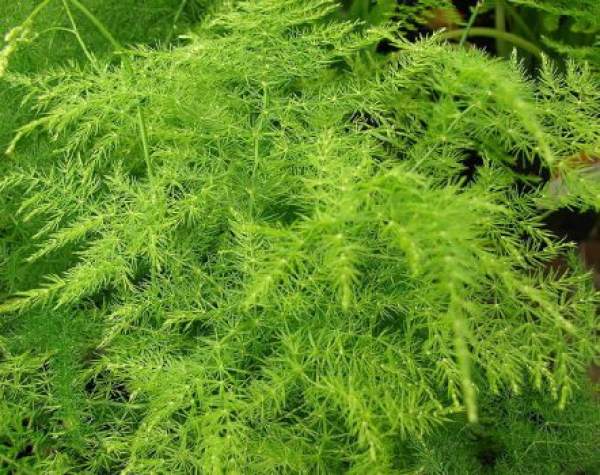 Harvesting and preservation of asparagus fern
