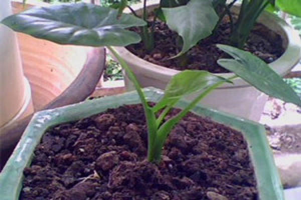 Dishui Guanyin soil