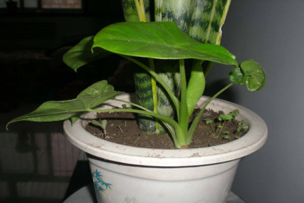 Dishui Guanyin soil