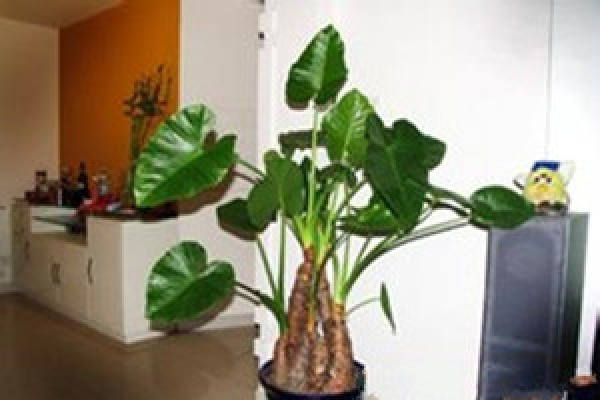 Dishui Guanyin soil