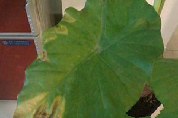 Dishui Guanyin soil