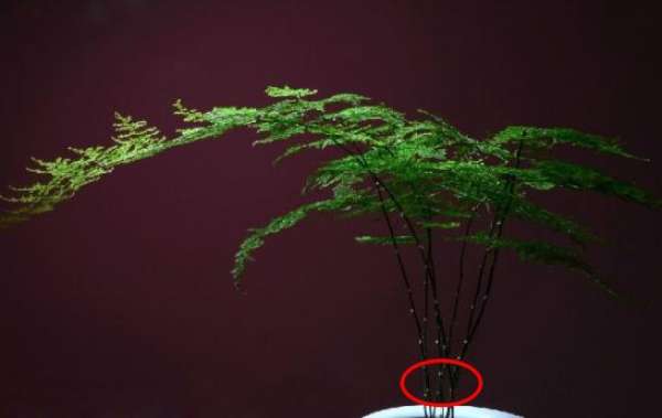 Asparagus fern cuttings