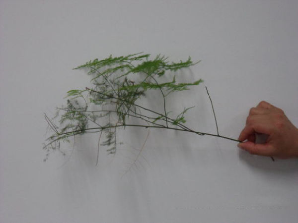 Asparagus fern cuttings