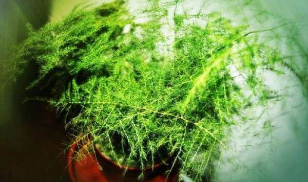 bamboo cutting branch
