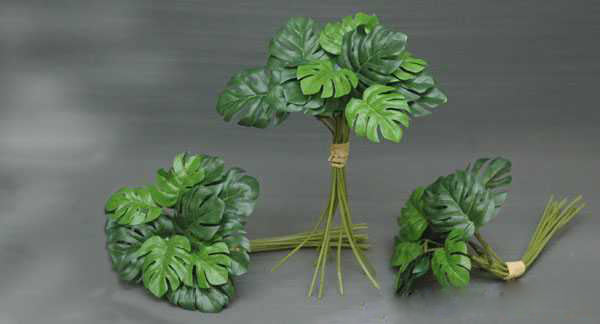 Monstera obliqua