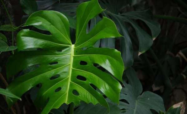 Monstera obliqua