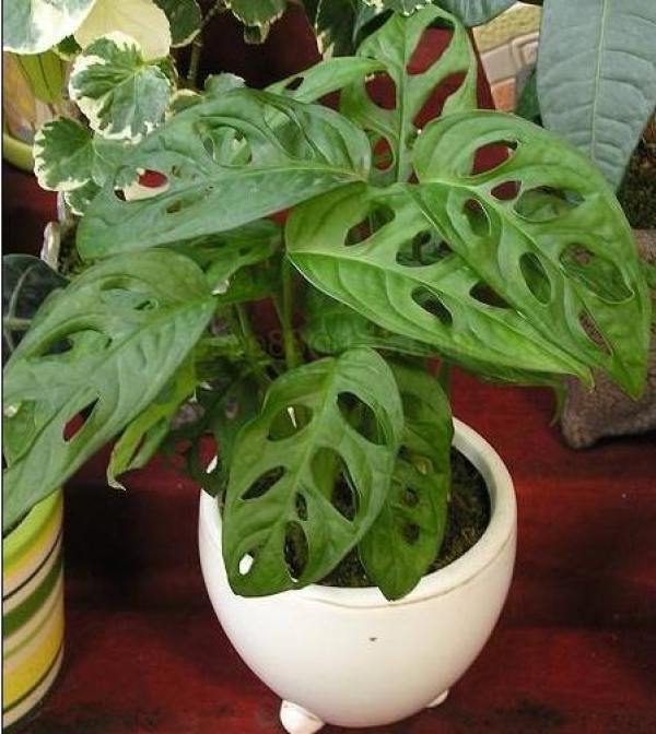 Monstera obliqua