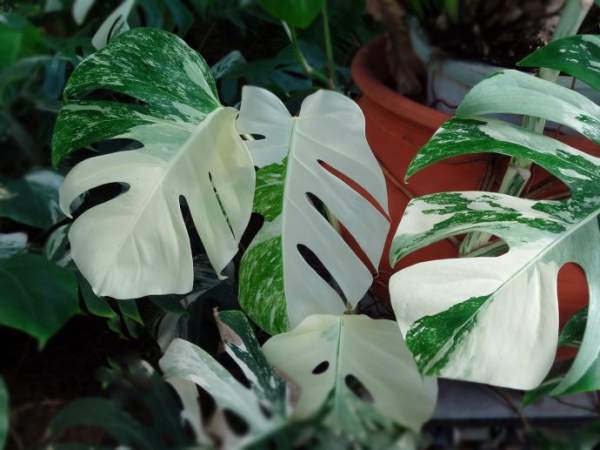 balanus angularis