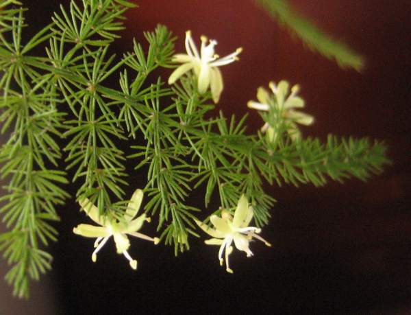 Will asparagus fern blossom and die?