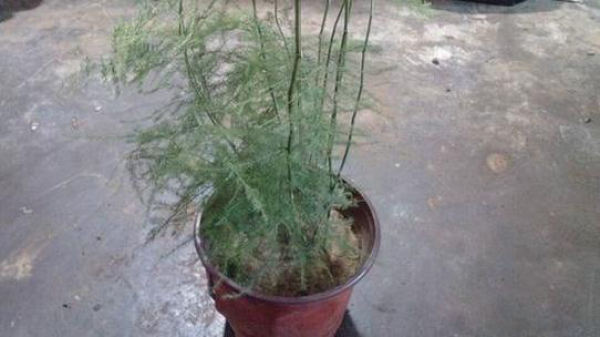 Selective asparagus