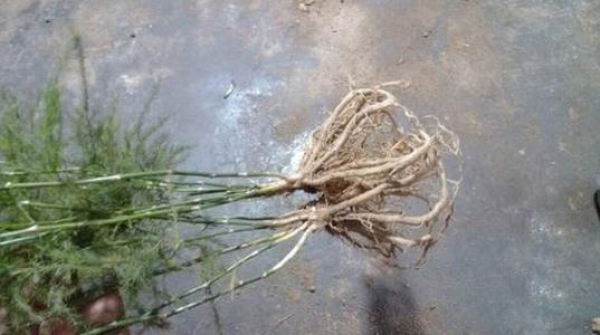 Selective asparagus