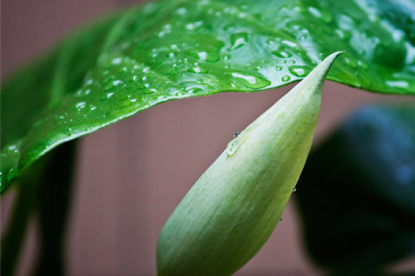 dripping Guanyin after watering