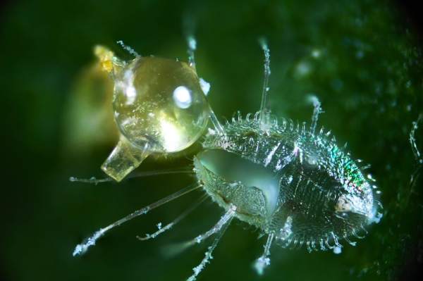 Bulb Pest