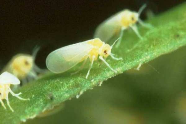 Bulb Pest