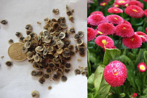 Seed propagation of Daisy