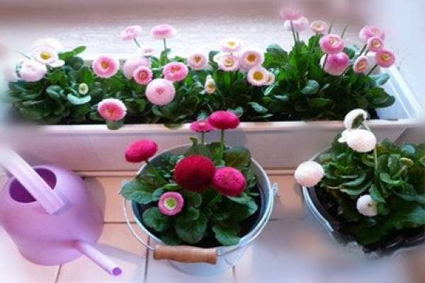 Seed propagation of Daisy