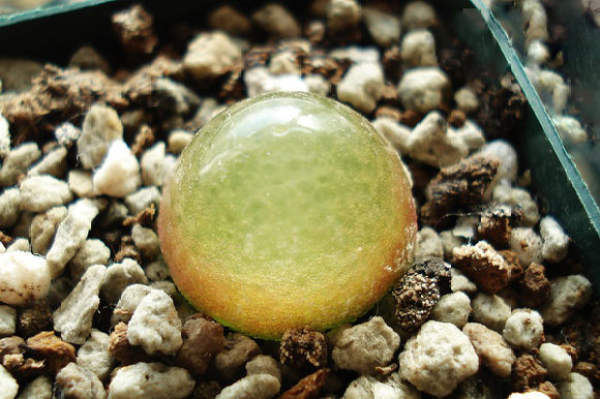 Fertilizing method for fleshy plant bulb