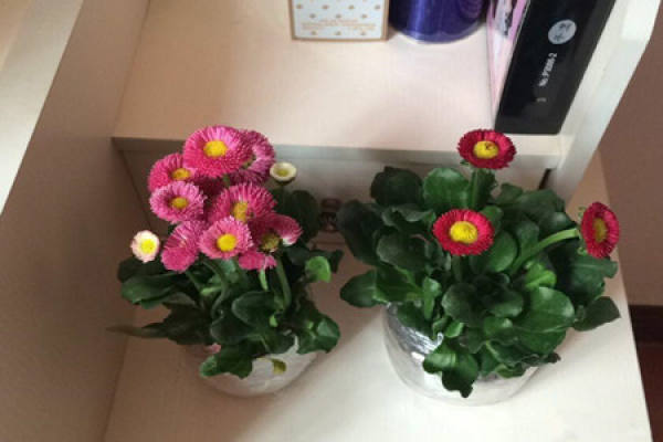 Seed propagation of Daisy