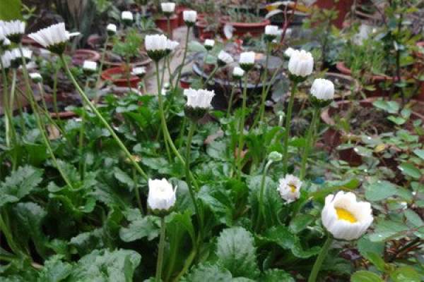 Seed propagation of Daisy