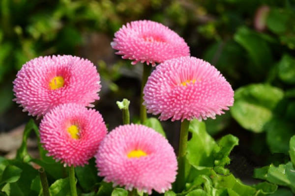 Daisy pompon series