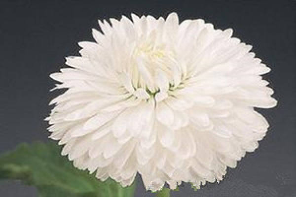 Daisy pompon series