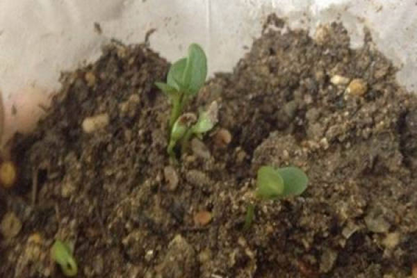 Daisy Sowing