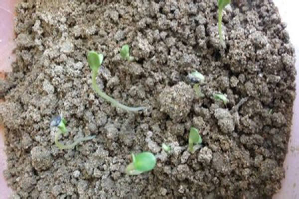 Daisy Sowing
