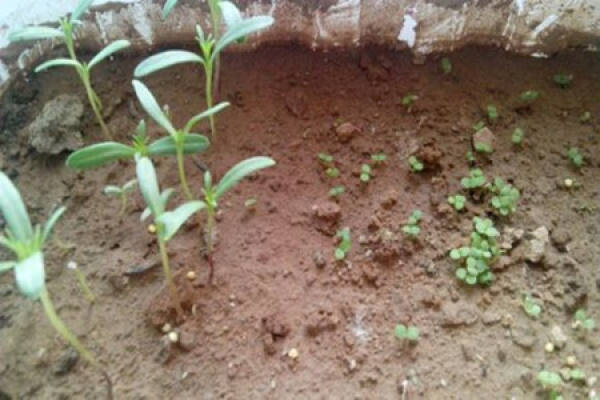 Daisy seeding
