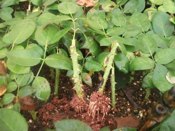 Seedling Rose