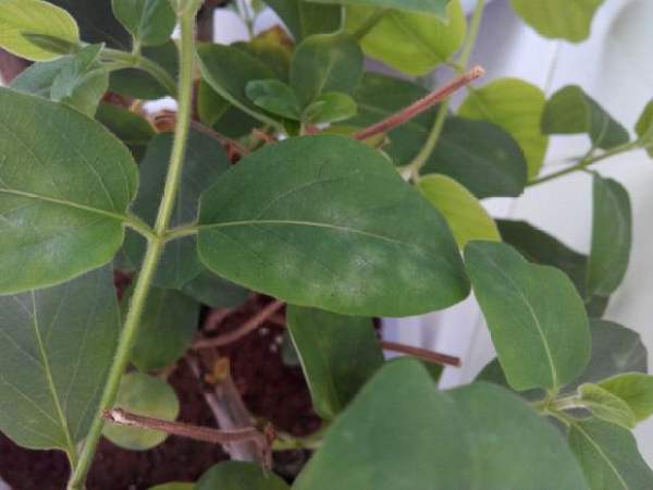 Powdery mildew of honeysuckle