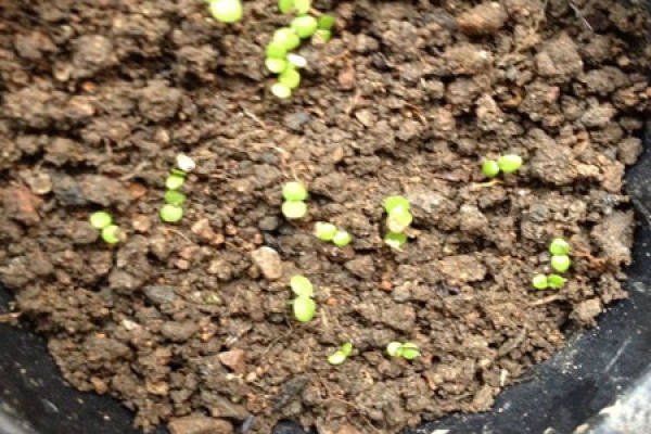 Daisy cultivation soil