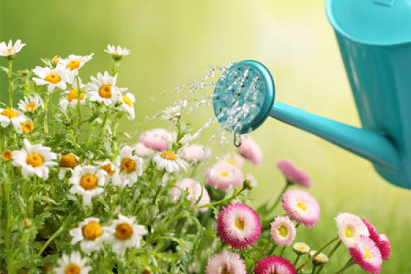 Daisy cultivation soil
