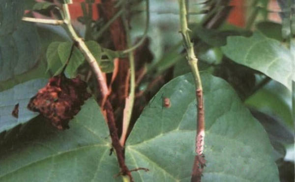 Brown spot of honeysuckle Brown spot of honeysuckle