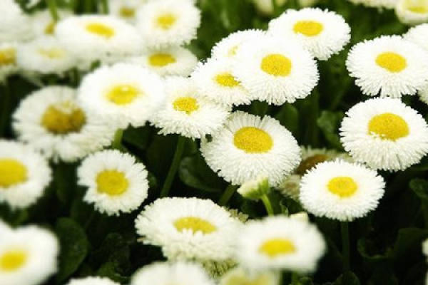 Daisy soil